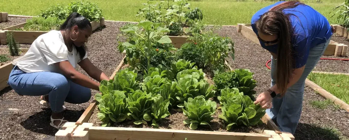 community-garden-banner-webp-r7j62illbcwcutwms3bi908u4u57bf3vsm9h24zsho.webp